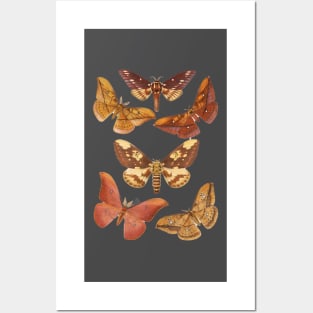 Muddle of Moths - Vintage Zoology Natural History Posters and Art